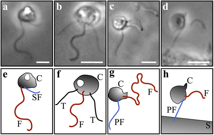 Mechanisms and fluid dynamics of foraging in heterotrophic nanoflagellates