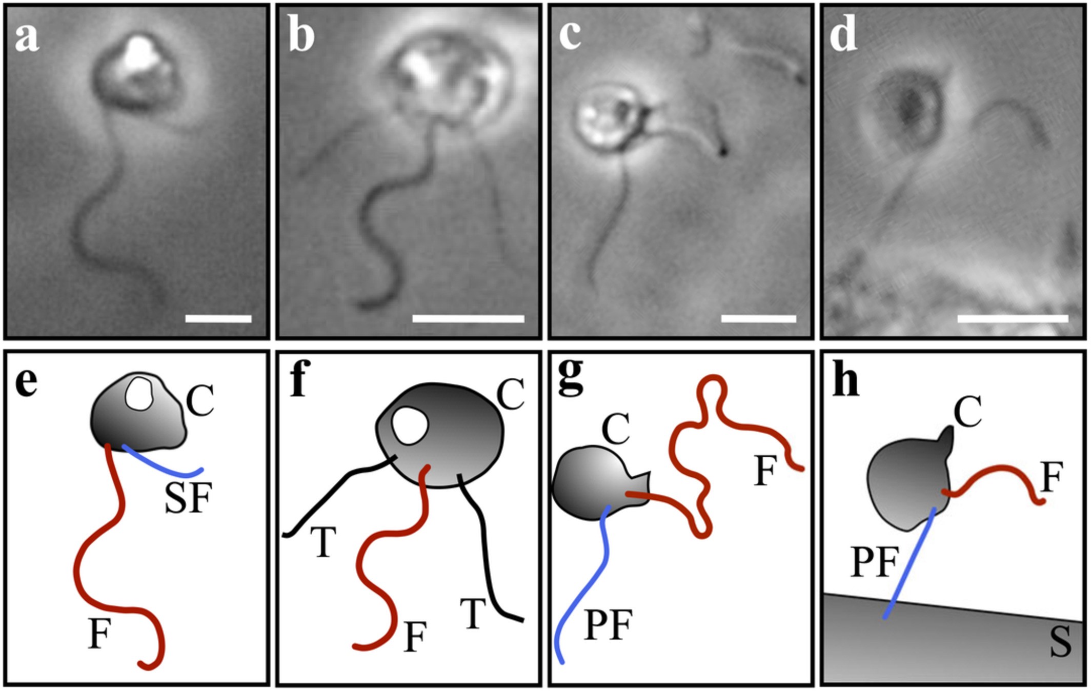 Mechanisms and fluid dynamics of foraging in heterotrophic nanoflagellates