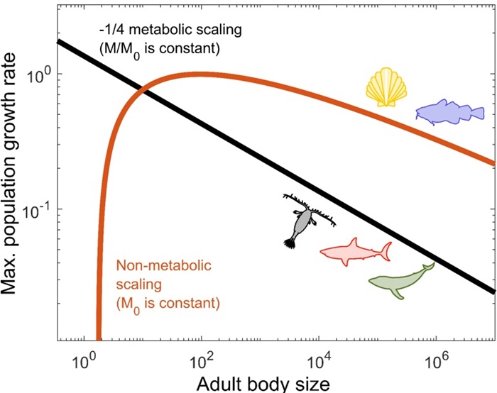 Metabolic scaling with body size