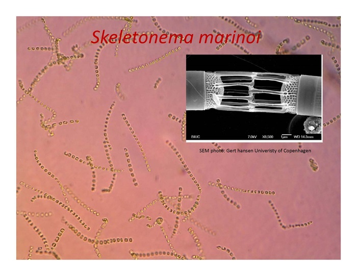 Skeletonema marinoi
