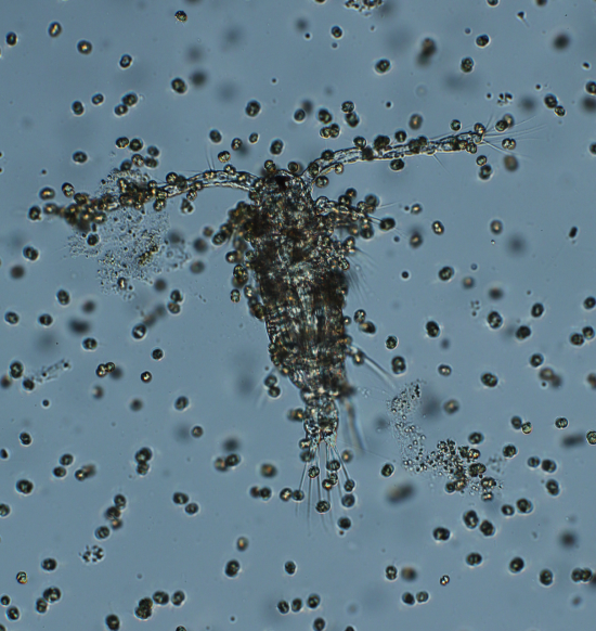 /-/media/Sites/OceanLife/projects/terjeproject.ashx