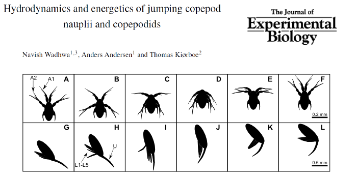 Physics of swimming in copepods: from nauplii to adults - Centre for ...