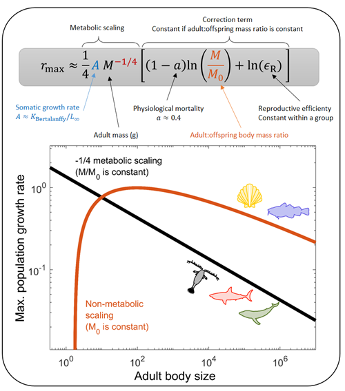 Metabolic scaling with body size