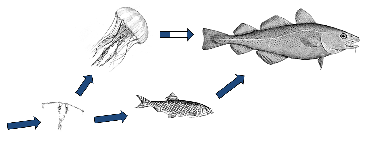 Simple food web containing fish and jellyfish, a copepod and a predatory fish. Copepod illustration from: Ohman, M.D., Drits, A.V., Clarke, M.E., and Plourde, S. (1998) Differential dormancy of co-occurring copepods. Deep-Sea Research II 45: 1709-1740. Cod illustration by H. L. Todd, from George Brown Goode, The Fisheries and Fishery Industry of the United States, (Washington, D.C.: Washington Government Printing Office, 1884), plate 58A. 