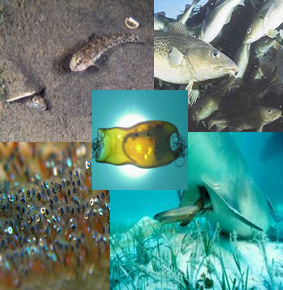 /-/media/sites/oceanlife/projects/karinproject.png