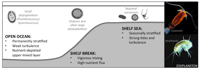 Diagram illustrating different physical regimes across a shelf break and examples of phytoplankton species that can be dominating in those environments during the summer.   
