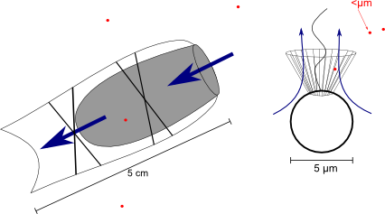 Salp and Choanoflagellate